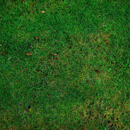 healthy landscaping grass lawn